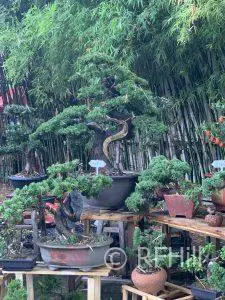 Chatuchak Weekend Market