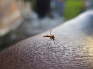 Insect-Borne Diseases